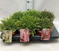 Erica darl. in varieties