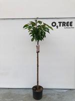 Prunus serr. Kanzan