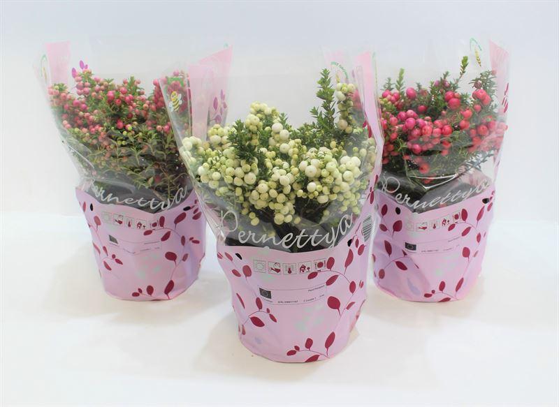 Obrazek Pernettya Gaultheria mucronata in varieties P17 (2 Ltr) IN-SLEEVE