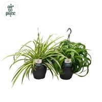 Chlorophytum comosum varieties Air So Pure