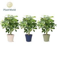 Schefflera Gold Capella Top Blend