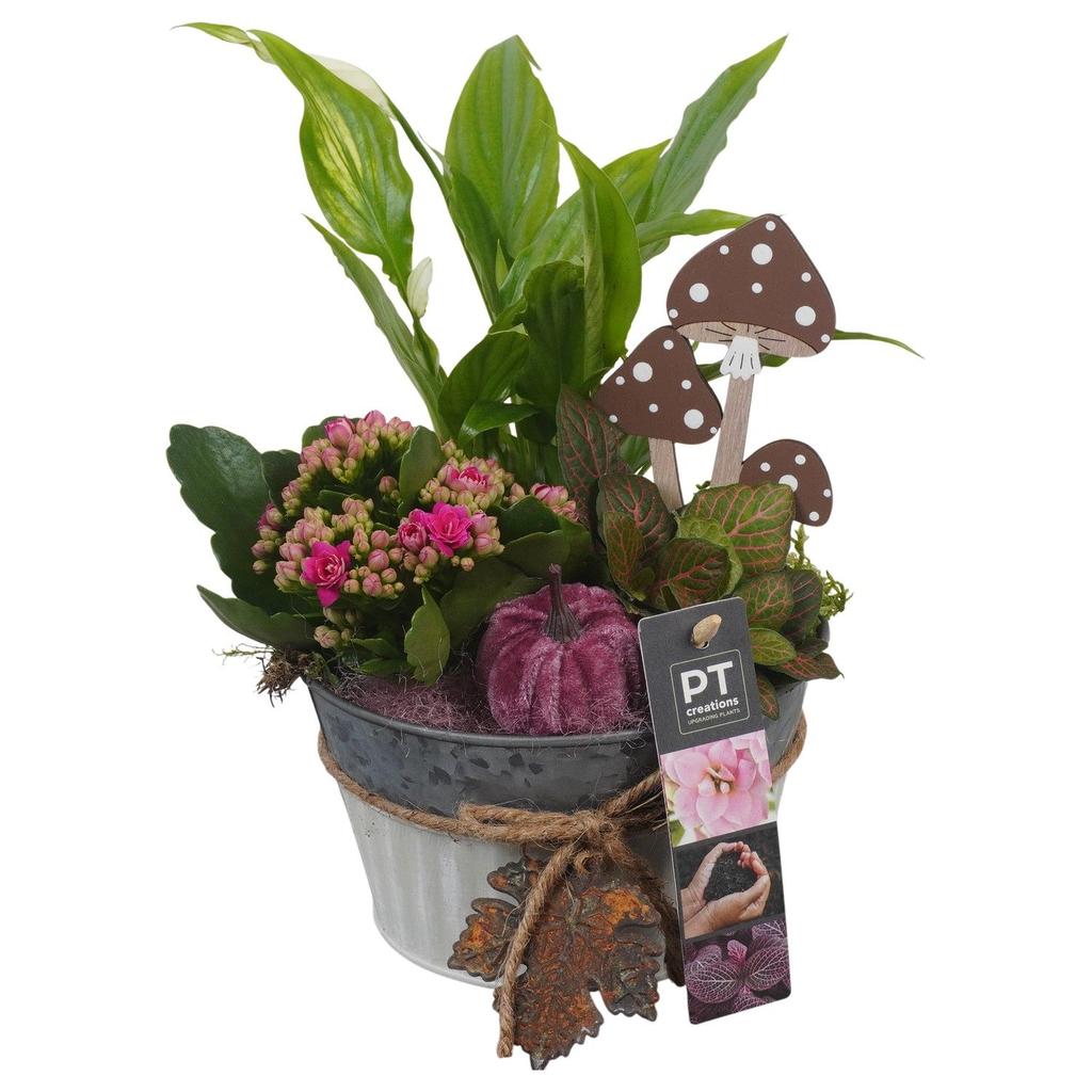 Picture of PTHI5312 Arrangement Autumn Indoor in metal box P15 28CM