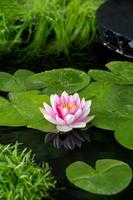 Nymphaea Attraction
