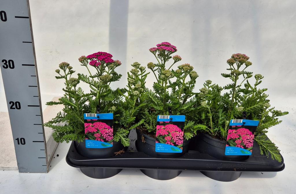Obrazek Achillea mil. Milly Rock Rose P17 (2 Ltr)