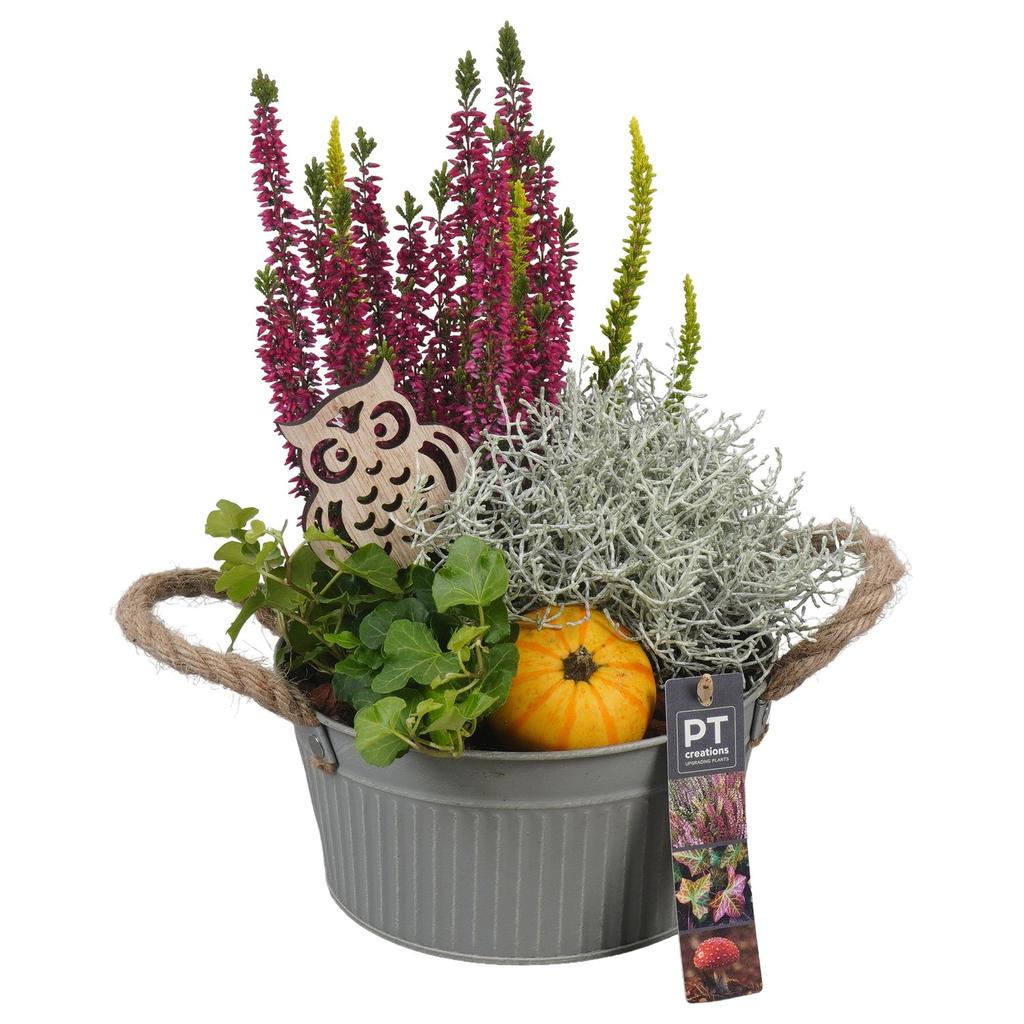 Image de PTHO4109 Arrangement Autumn Outdoor in metal pot P19 32cm