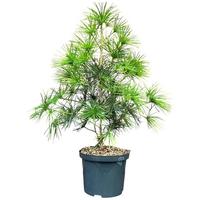 Sciadopitys verticillata