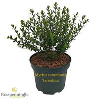 Myrtus communis tarentina
