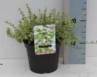 Euonymus fort. Silverstone