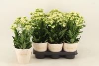 Kalanchoe Sunny white in potcover