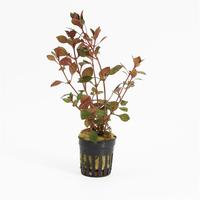 Ludwigia palustris super red