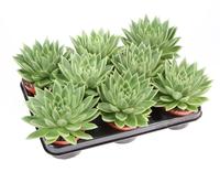Echeveria miranda