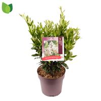 Ligustrum jap. Texanum