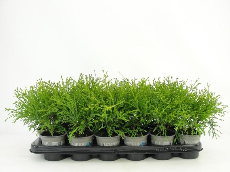Picture of Chamaecyparis pisifera Filifera Aurea P9