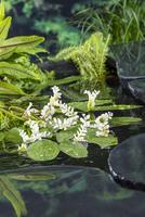 Aponogeton distachyos (3L.)