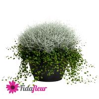 Leucophyta brownii Calocephalus - Muehlenbeckia