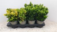 Euonymus jap. in varieties