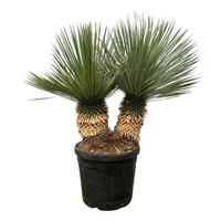 Yucca Rostrata double stam - 130cm