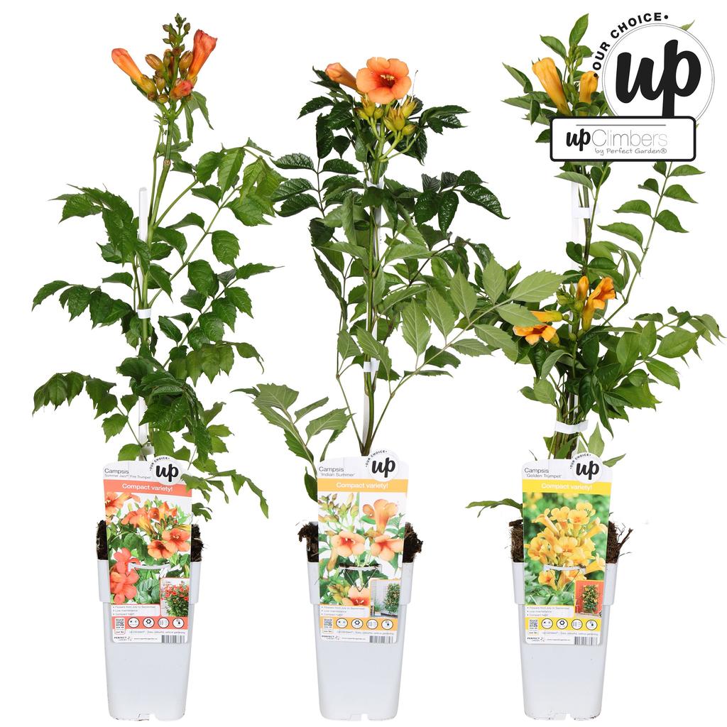 Picture of Campsis Our Choice in varieties P15