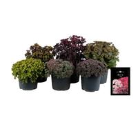 Sedum in varieties
