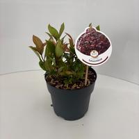 Leucothoe axi. Zeblid
