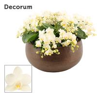 Phalaenopsis hybrid multiflora Terra table symphony Whitney (Deco-collection)