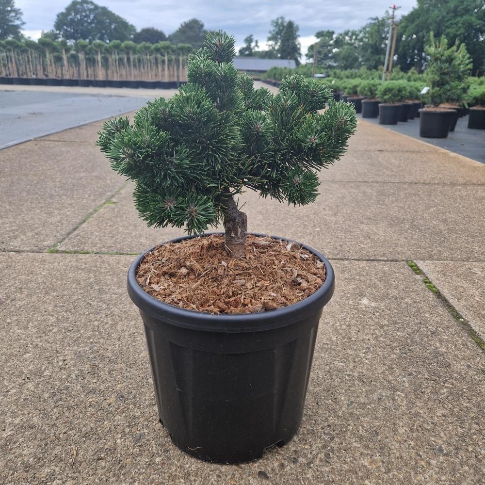 Picture of Pinus mugo Jakobsen C11 30/35