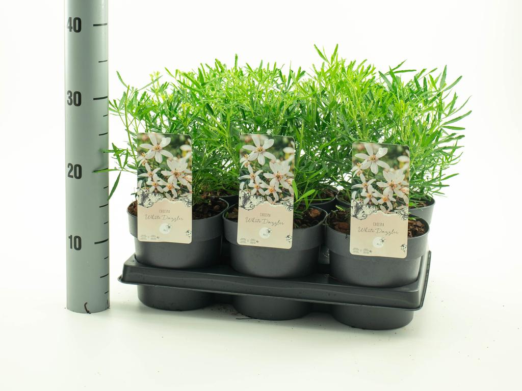 Picture of Choisya White Dazzler P15