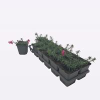 Phlox Subulata 12-Tray