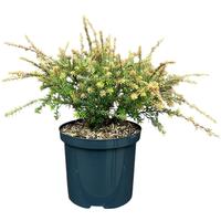 Podocarpus x County Park Fire