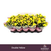 Chrysant Cozy