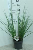 Cortaderia sell. Junior