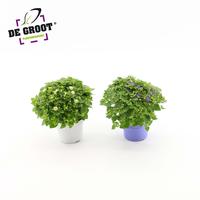 Exacum affine mix