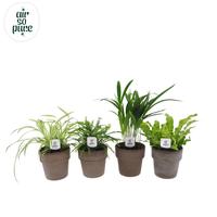 Houseplants Air So Pure mix in Terracotta