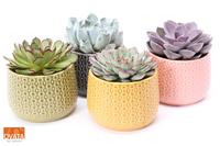 Echeveria mix in Brasil 15