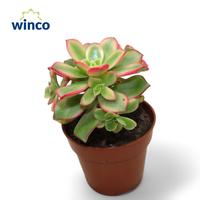 Aeonium Kiwi