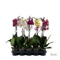 Phalaenopsis hybrid in varieties