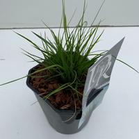 Pennisetum al. Little Bunny