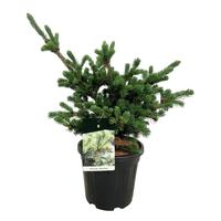 Picea pung. Lucky Strike
