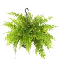 Nephrolepis Tiger Fern (INDOOR)