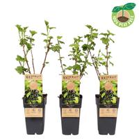 Ribes nigrum Titania