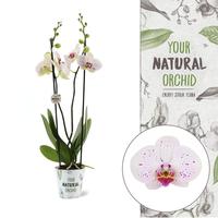 Phalaenopsis hybrid Goya YNO