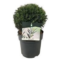 Taxus baccata
