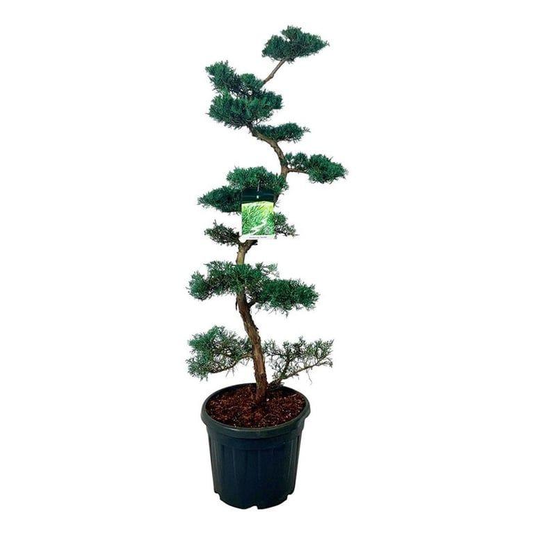 Picture of Juniperus virg. Grey Owl P47 185 inc pot