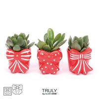 Crassula in varieties TRULY Bow