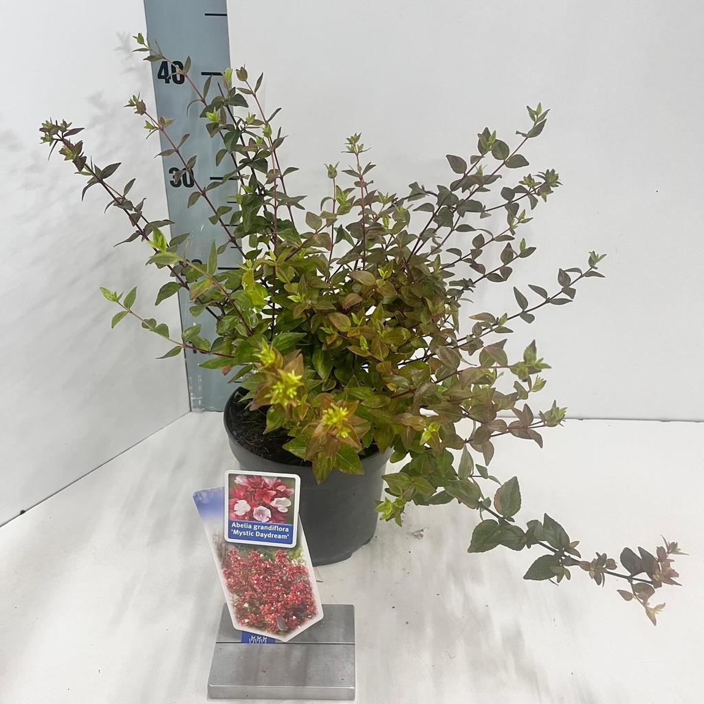 Billede af Abelia gra. Mystic Daydream P17 (2 Ltr)