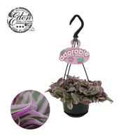 Tradescantia Sweetness HP adorable