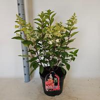 Hydrangea pan. Pinky Winky
