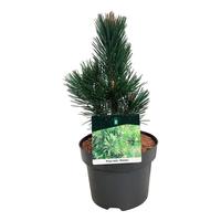 Pinus held. Malinki
