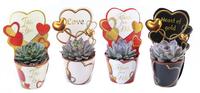 Echeveria in varieties Potcover love