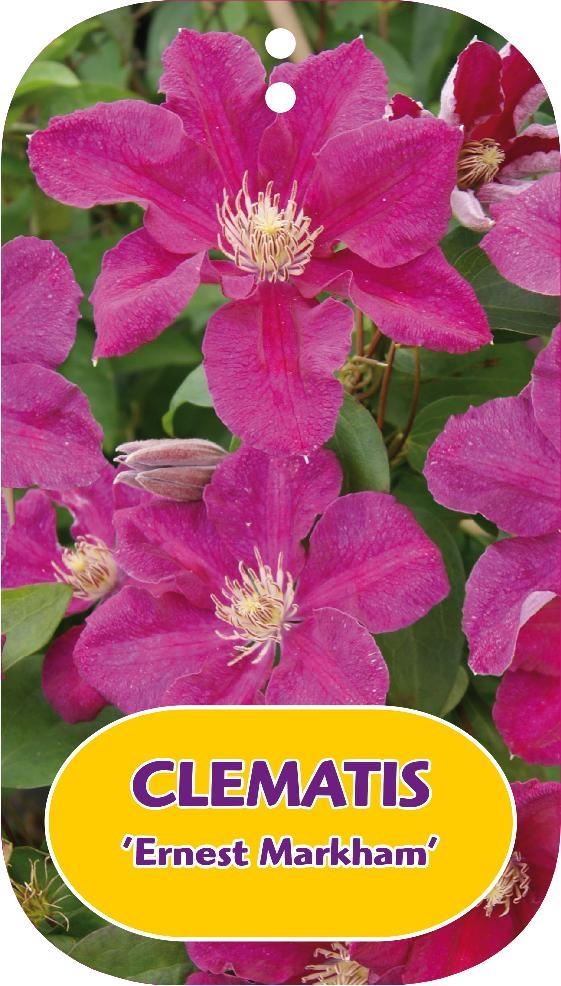 Picture of Clematis Ernest Markham P15 (2 Ltr/high) 80/100